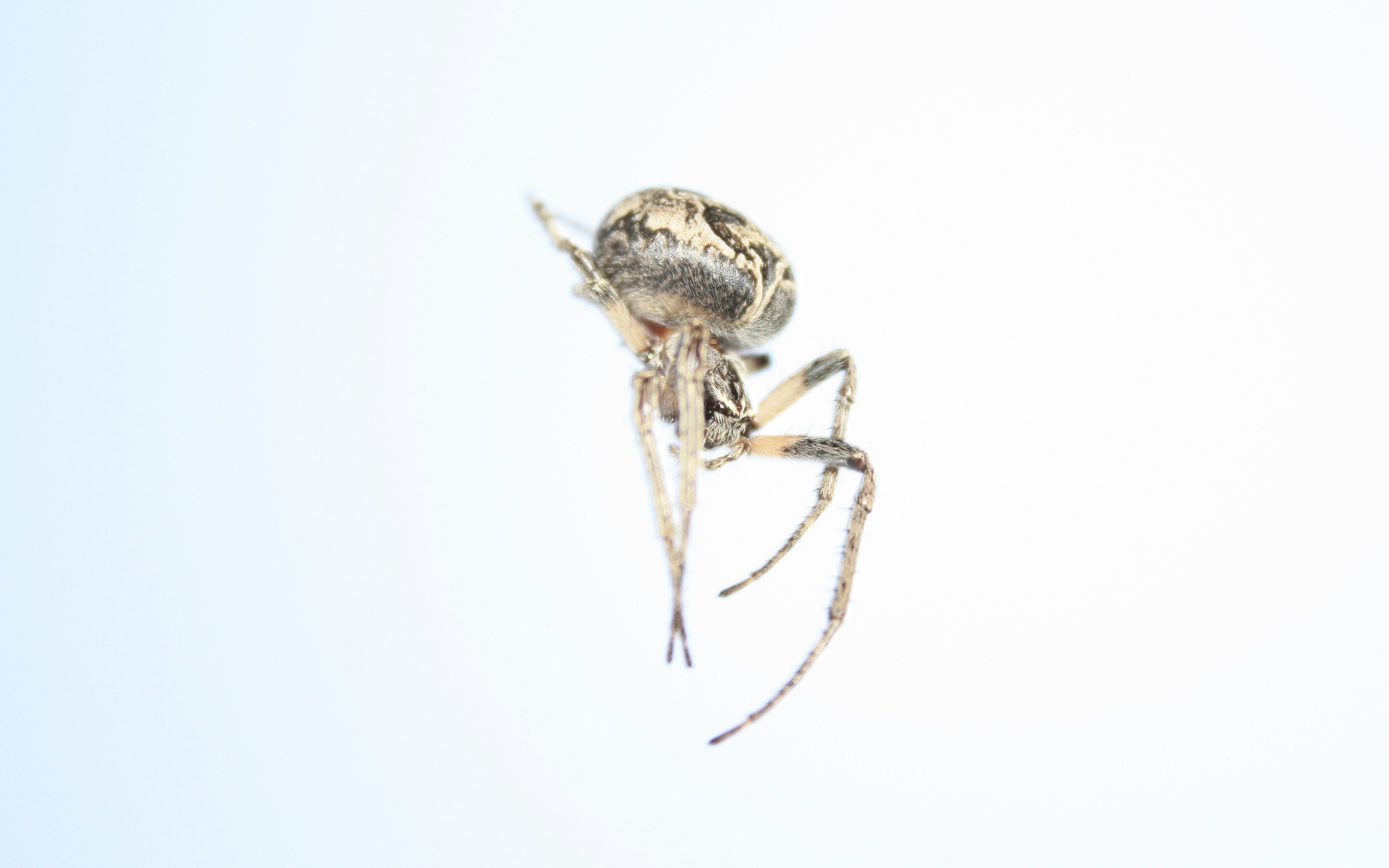 11. Orb-Weaver Spider (image credits: unsplash)