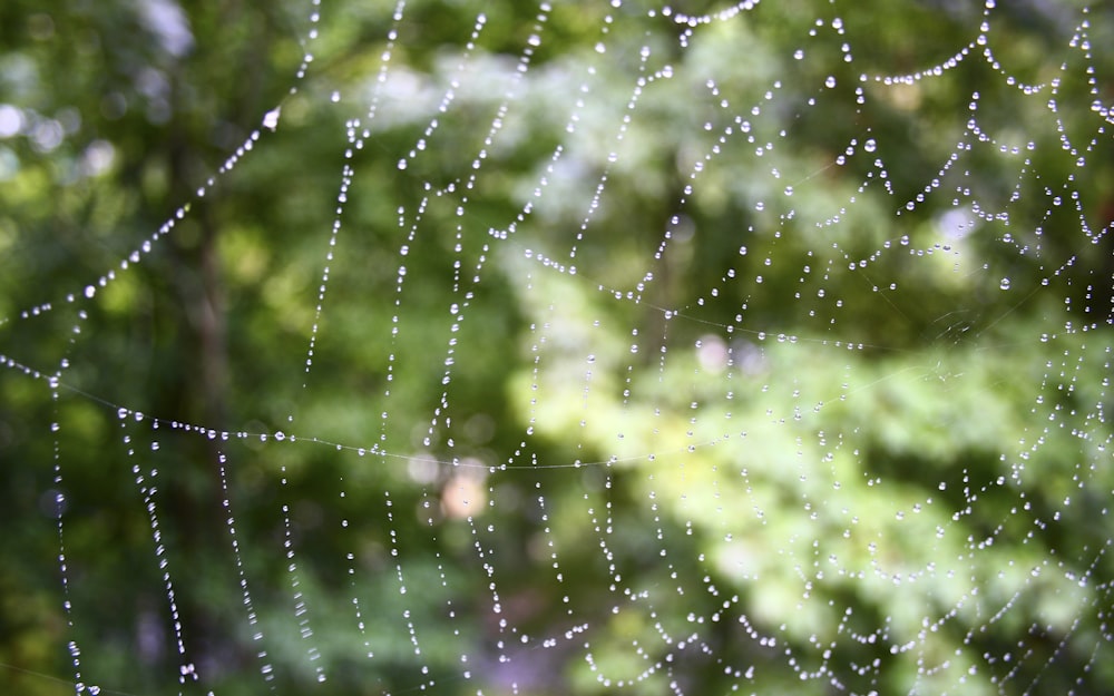 a close up of a spider web with drops of water on it