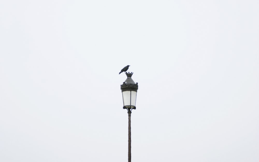 a bird sitting on top of a lamp post