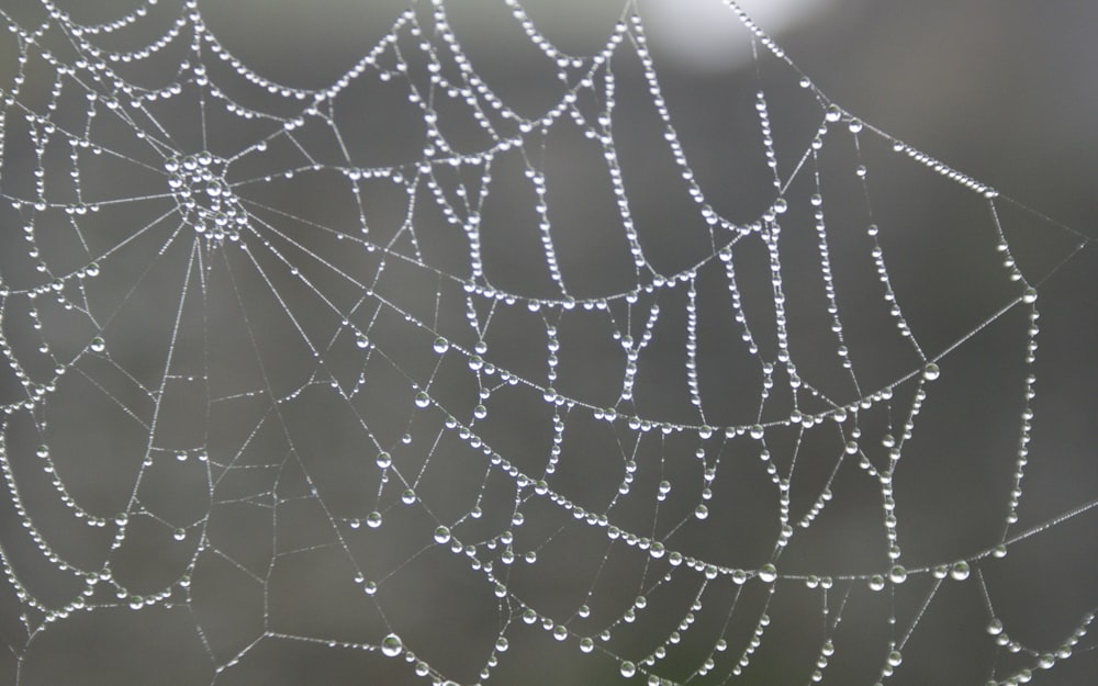 a spider web covered in water droplets