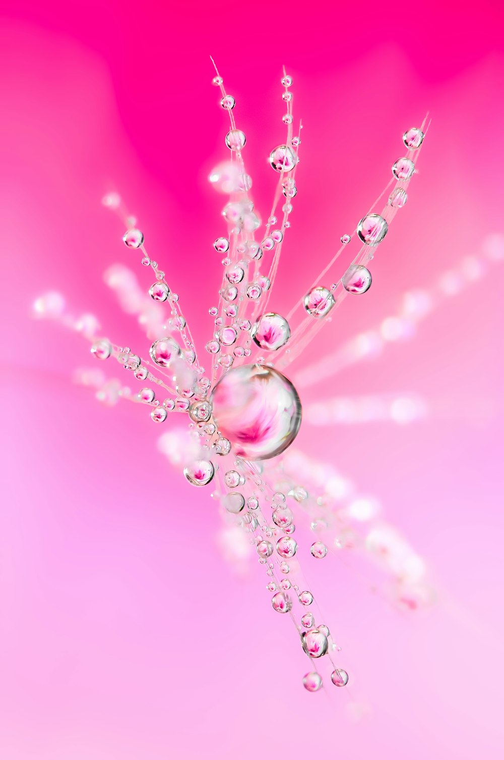 a close up of a water droplet on a flower