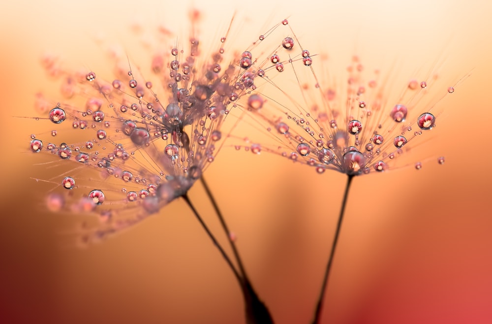 a close up of a dandelion with drops of water on it