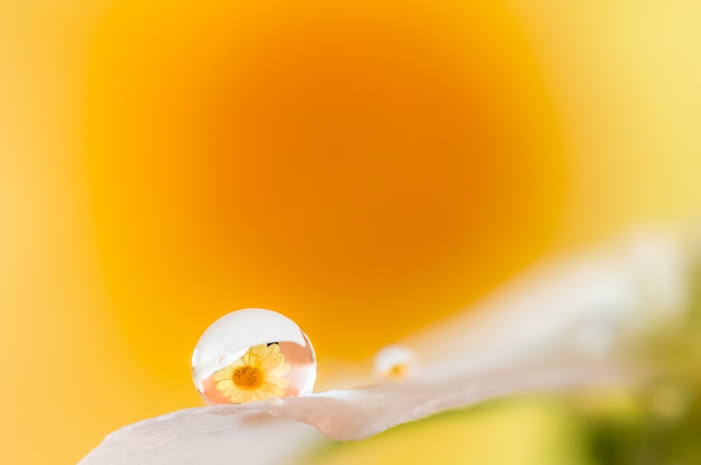 a drop of water sitting on top of a white flower