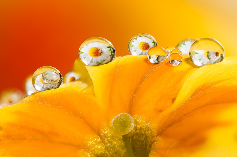 a close up of water droplets on a yellow flower