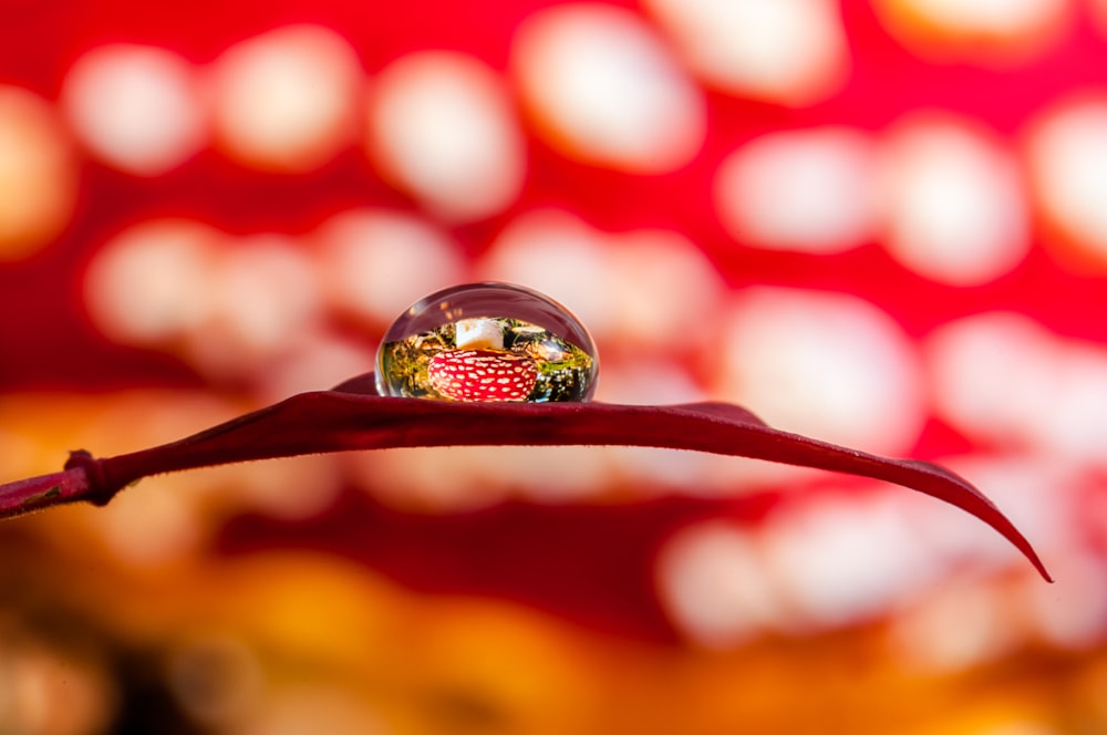 a drop of water sitting on top of a leaf