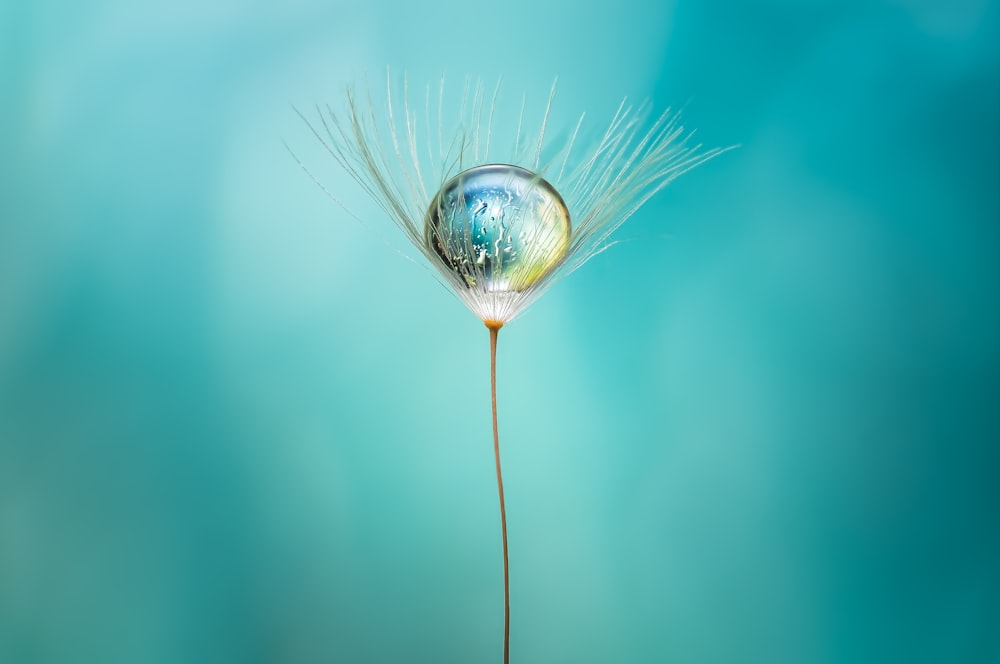 a dandelion with a drop of water on it