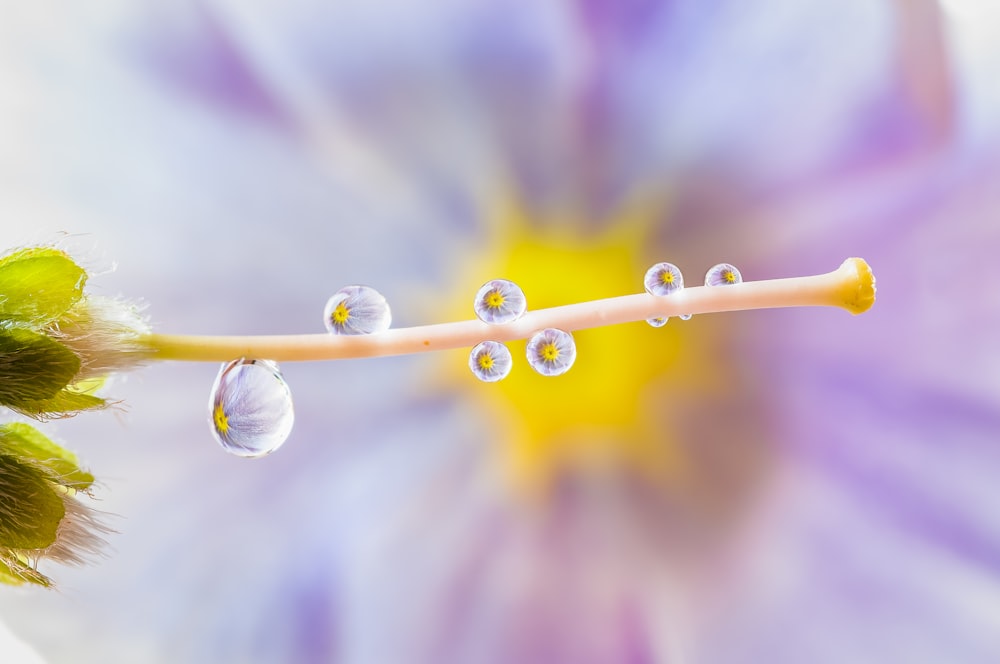 a close up of a flower with drops of water on it