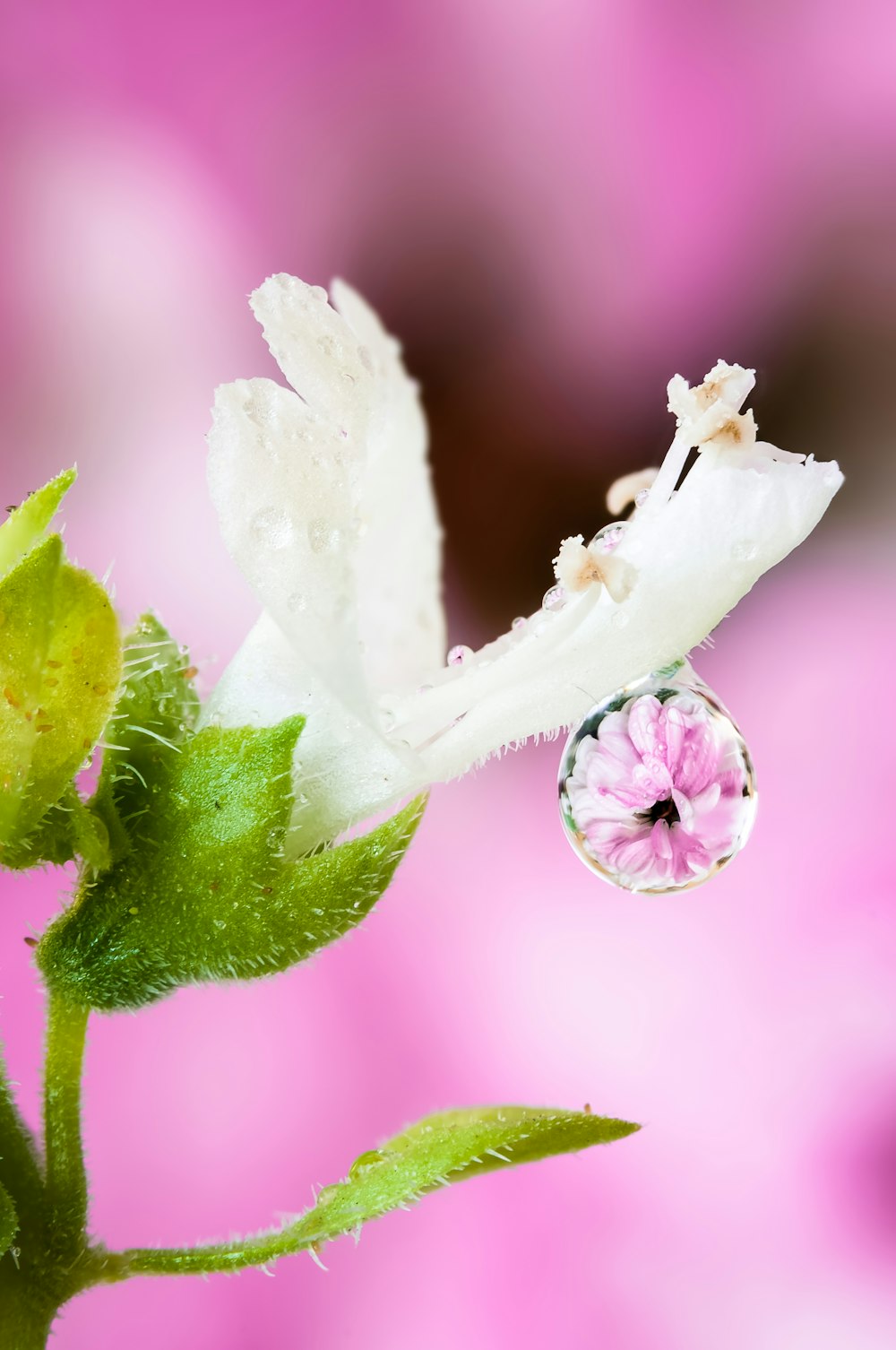 a white flower with a drop of water on it