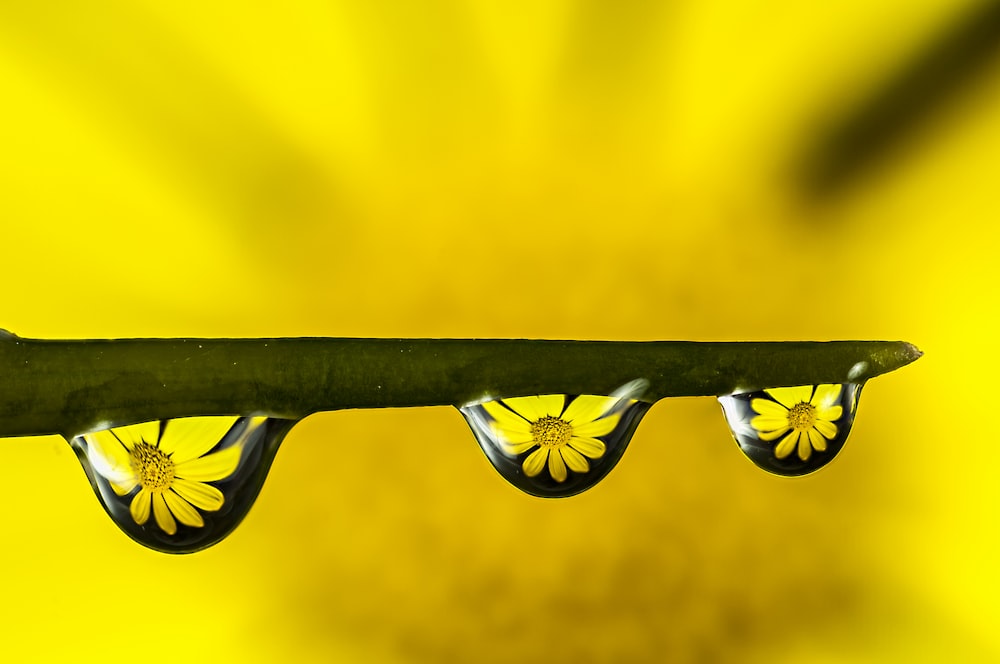 three drops of water on a green leaf