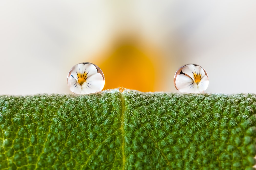 a close up of two drops of water on a green surface