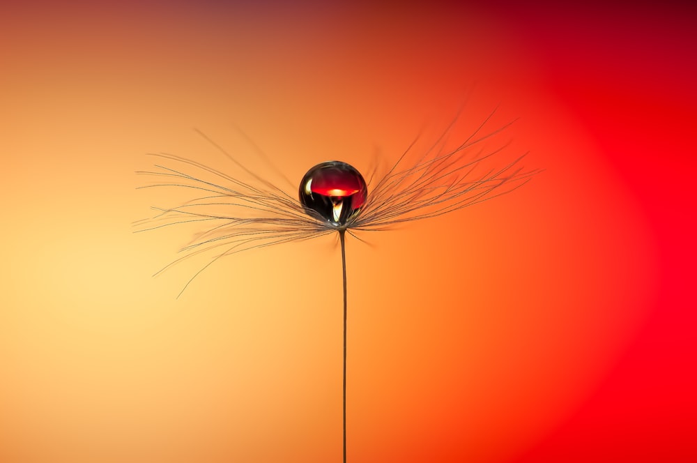 a dandelion with a red light in the background