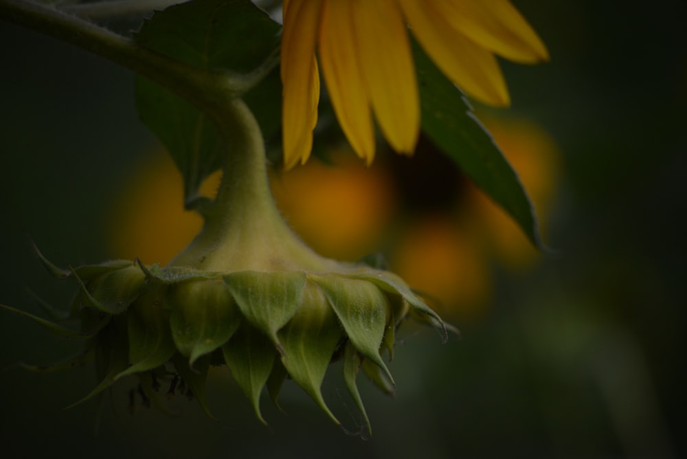 a close up of a sunflower with a blurry background