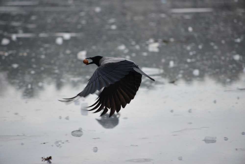 a bird is flying over a body of water