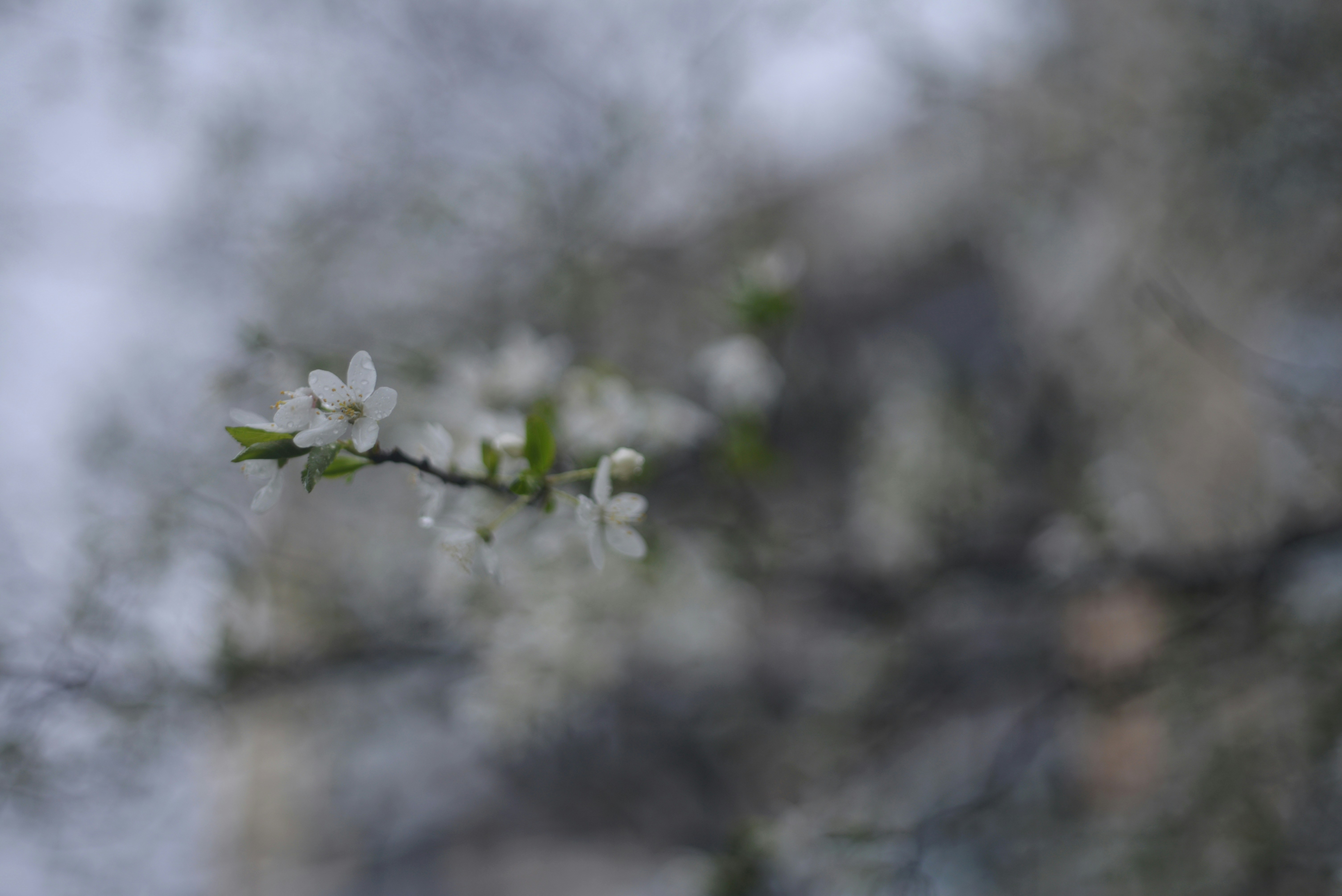 Photo by cherstve_pechivo