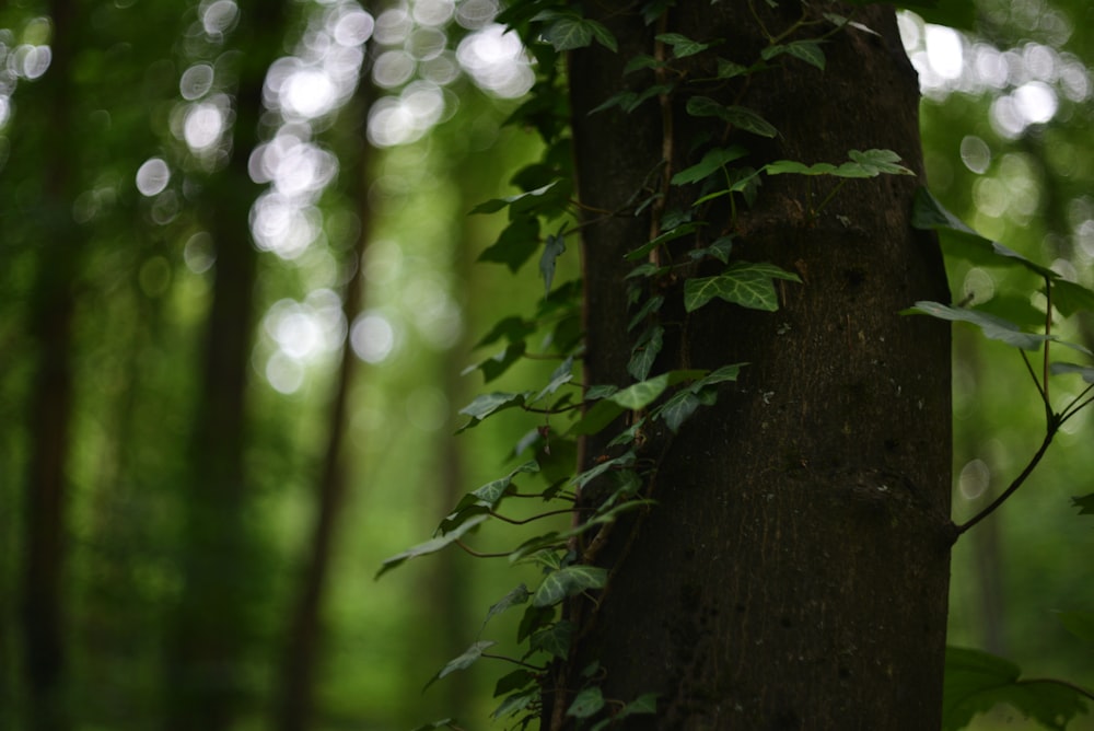 a tree with vines growing on it in a forest