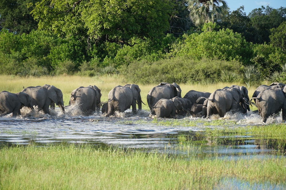 a herd of elephants walking across a river