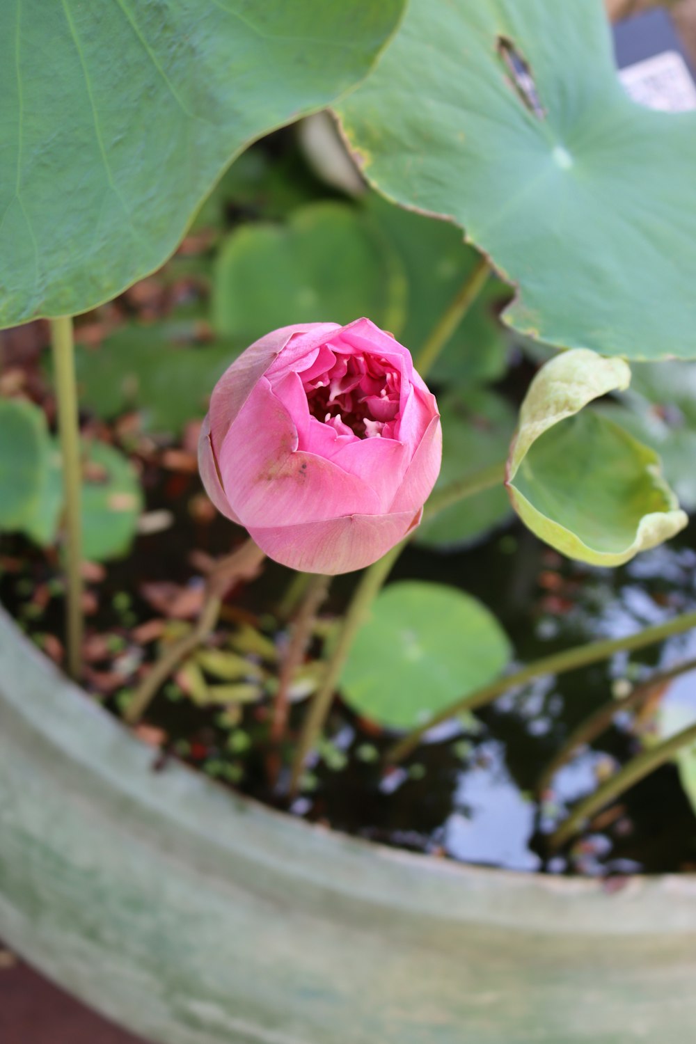 a pink flower sitting in a pot of water