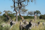 a herd of zebras and giraffes in a field