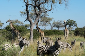 a herd of zebras and giraffes in a field