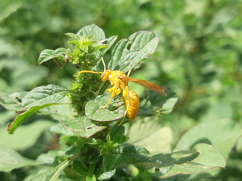 a yellow insect sitting on top of a green plant