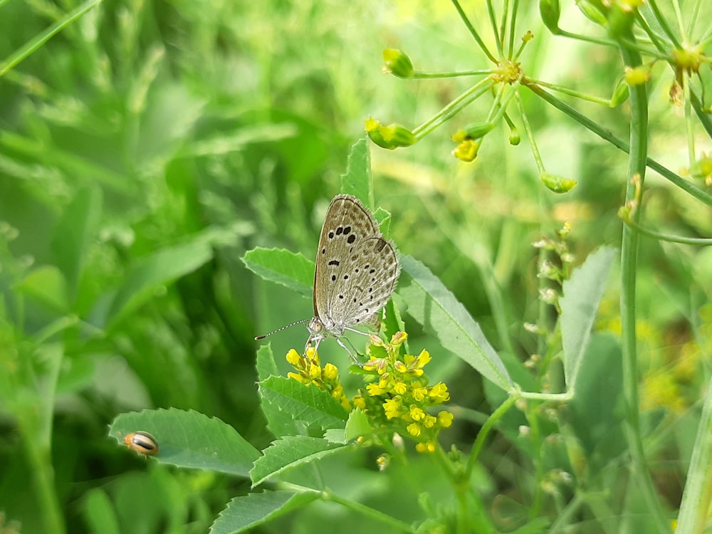 una farfalla seduta su un fiore in un campo