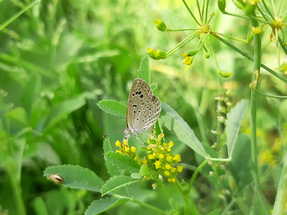 una mariposa sentada en una flor en un campo