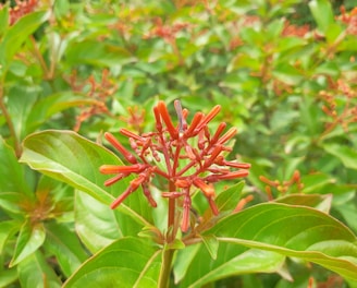 a close up of a plant with red flowers