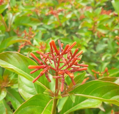 a close up of a plant with red flowers