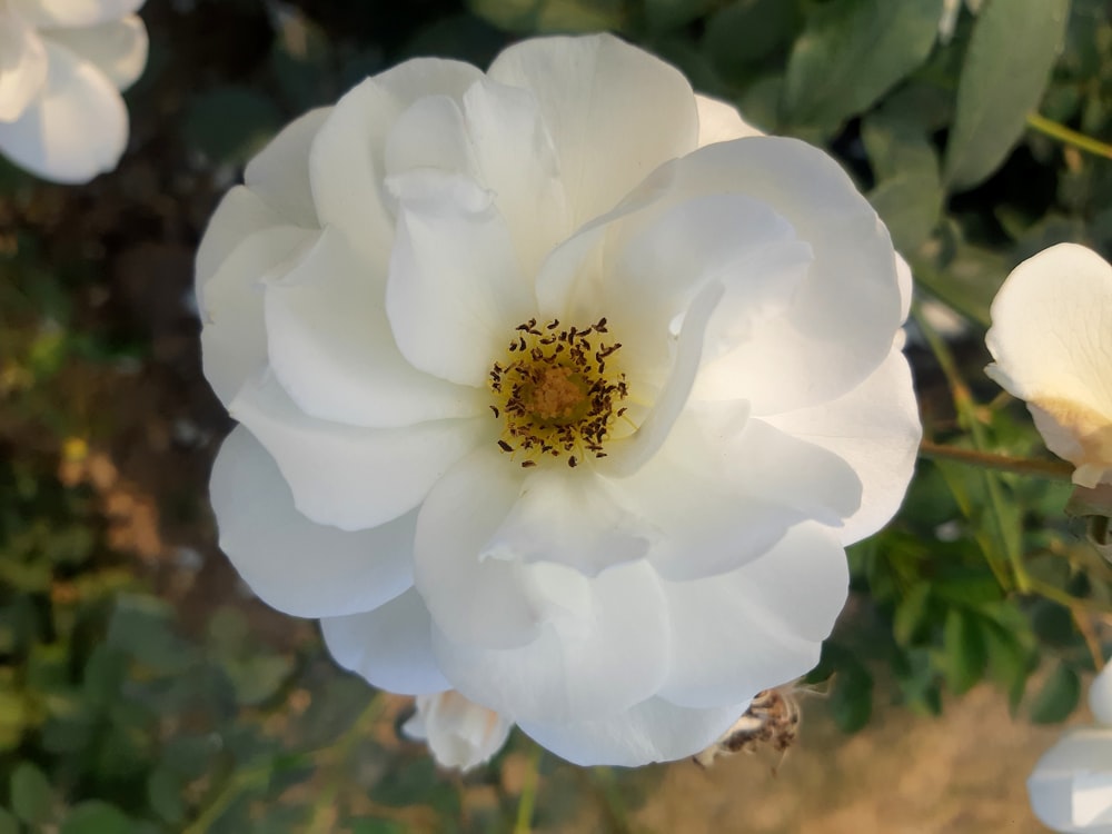 a close up of a white flower with green leaves