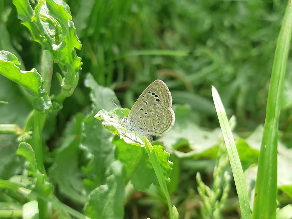 una farfalla seduta su una foglia nell'erba
