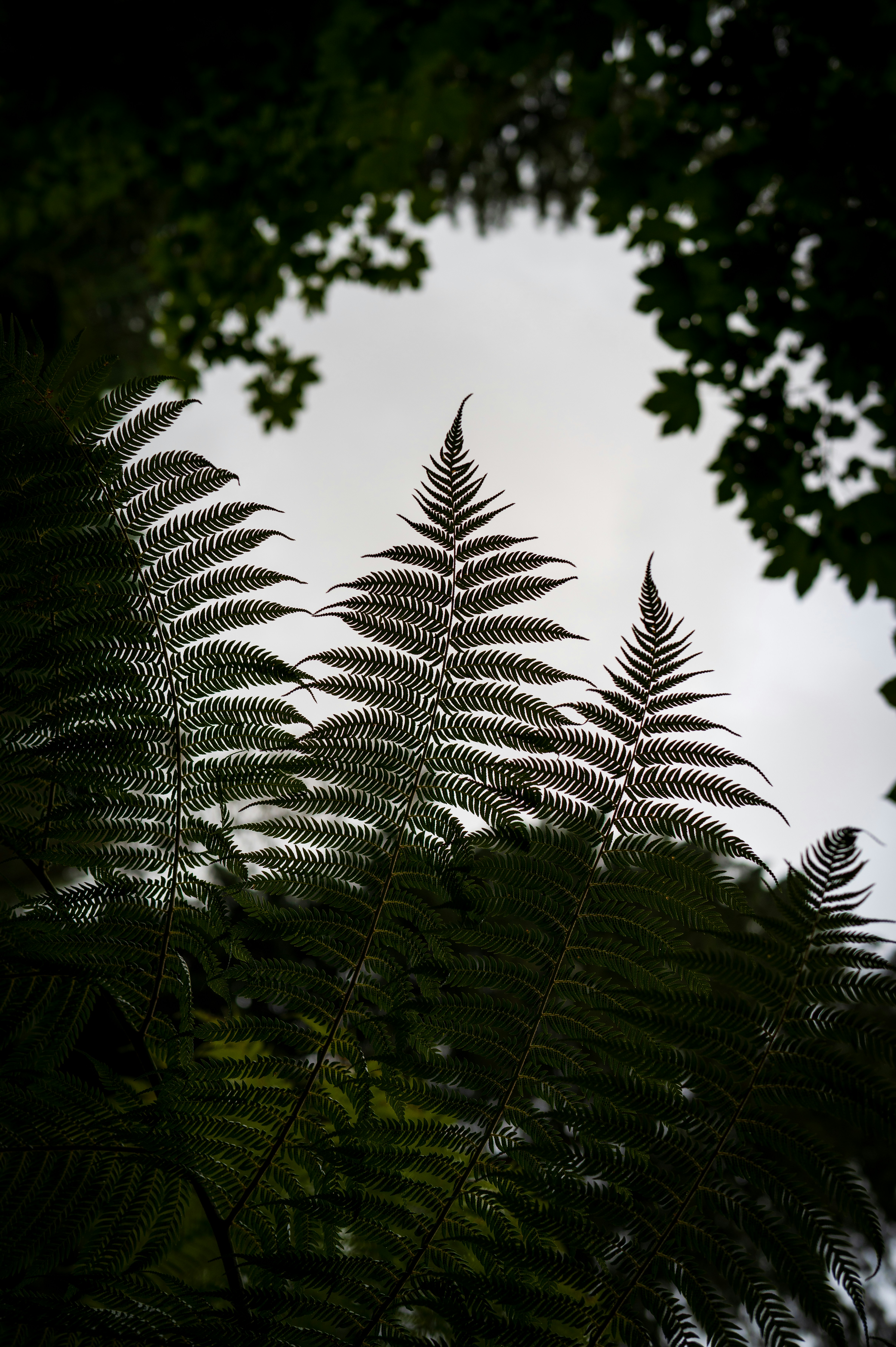 Rotorua – Activities & Attractions