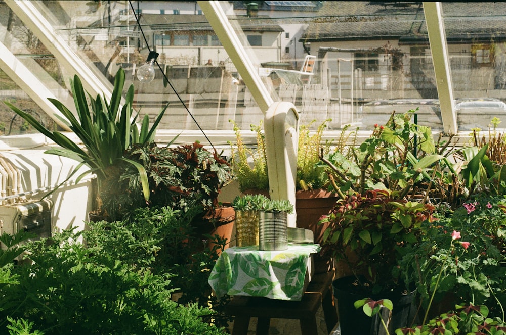 a table with a green cloth on it in a greenhouse