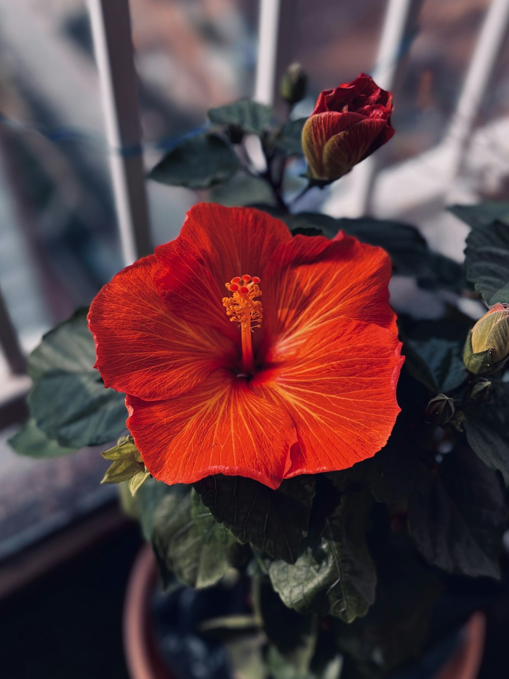 a red flower in a pot on a window sill