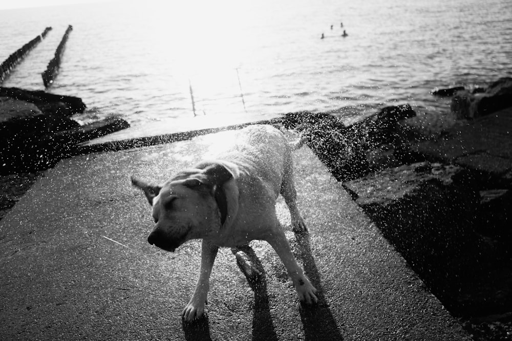 a dog standing on a sidewalk near the water