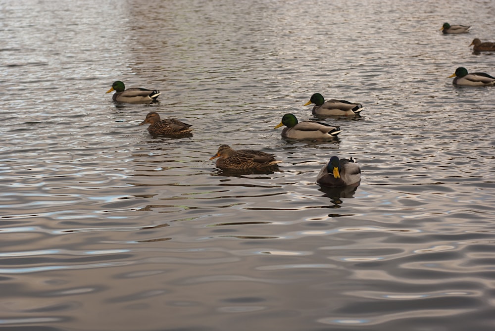 a flock of ducks floating on top of a lake