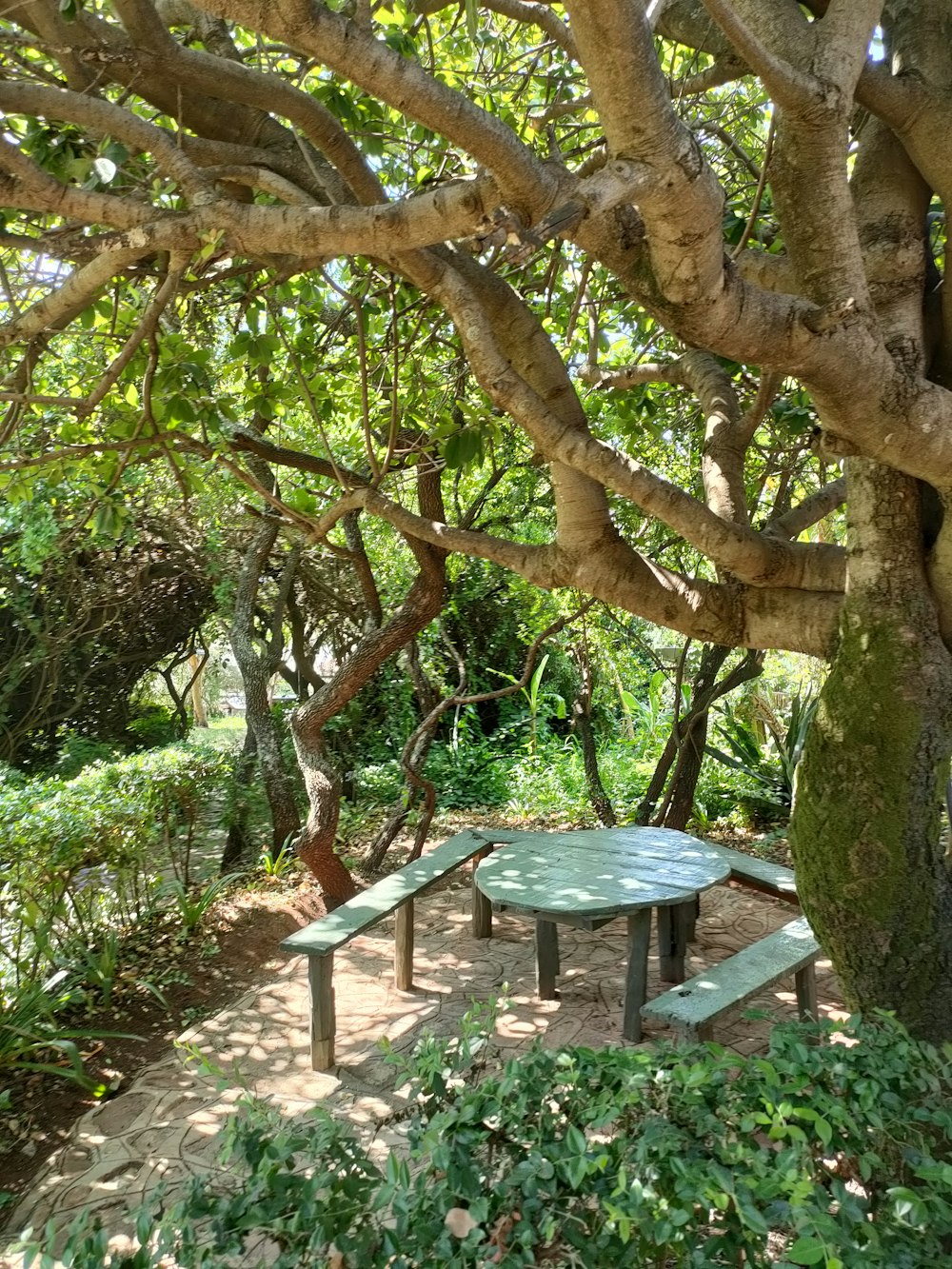 a picnic table under a tree in a park
