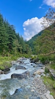 a river running through a lush green forest