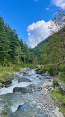 a river running through a lush green forest
