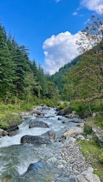 a river running through a lush green forest