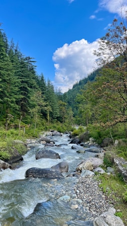 a river running through a lush green forest