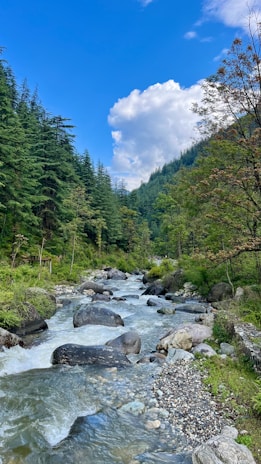 a river running through a lush green forest