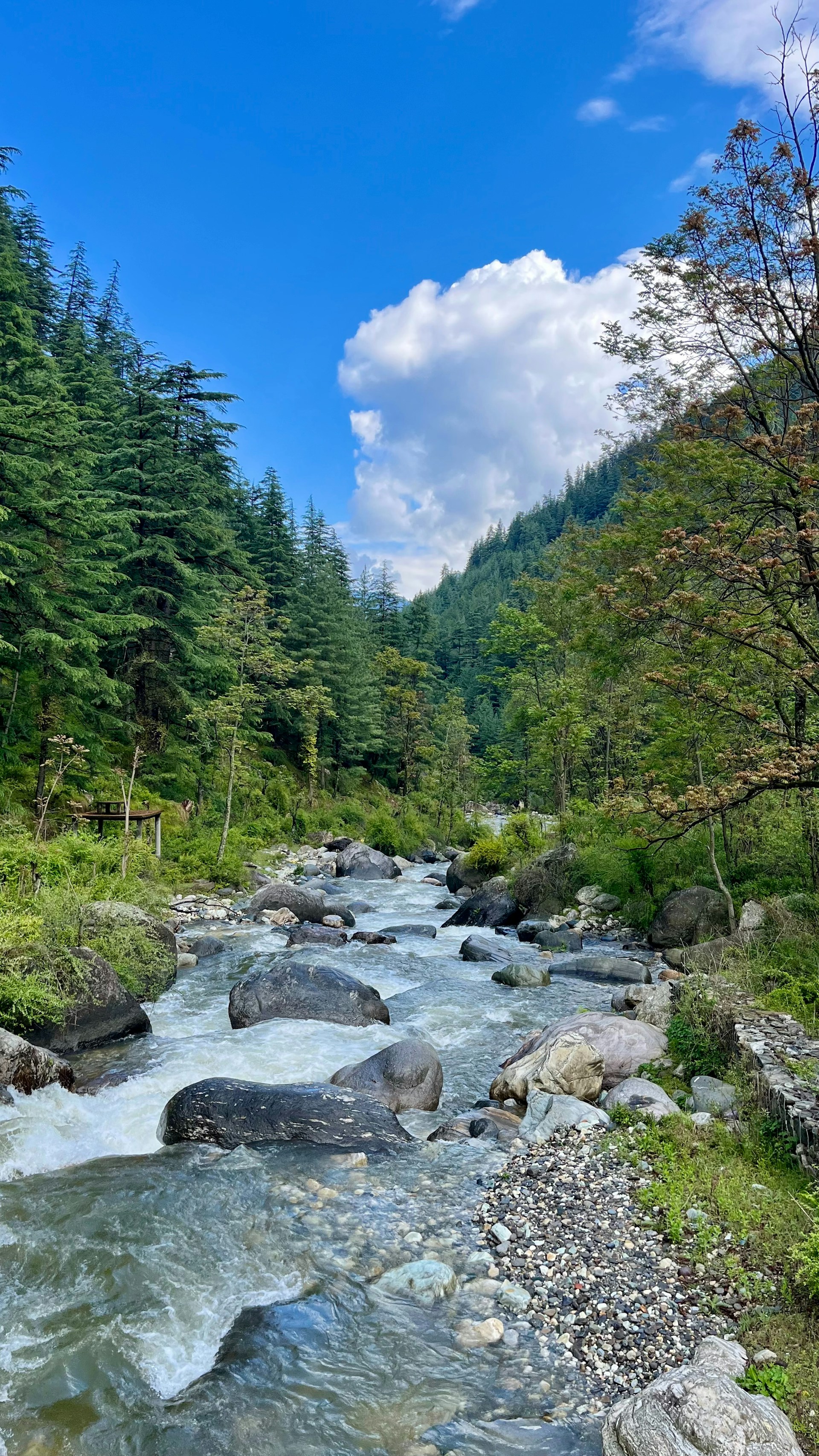 a river running through a lush green forest