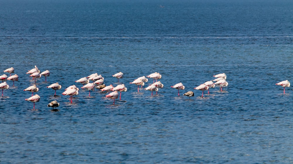 a flock of flamingos wading in a body of water