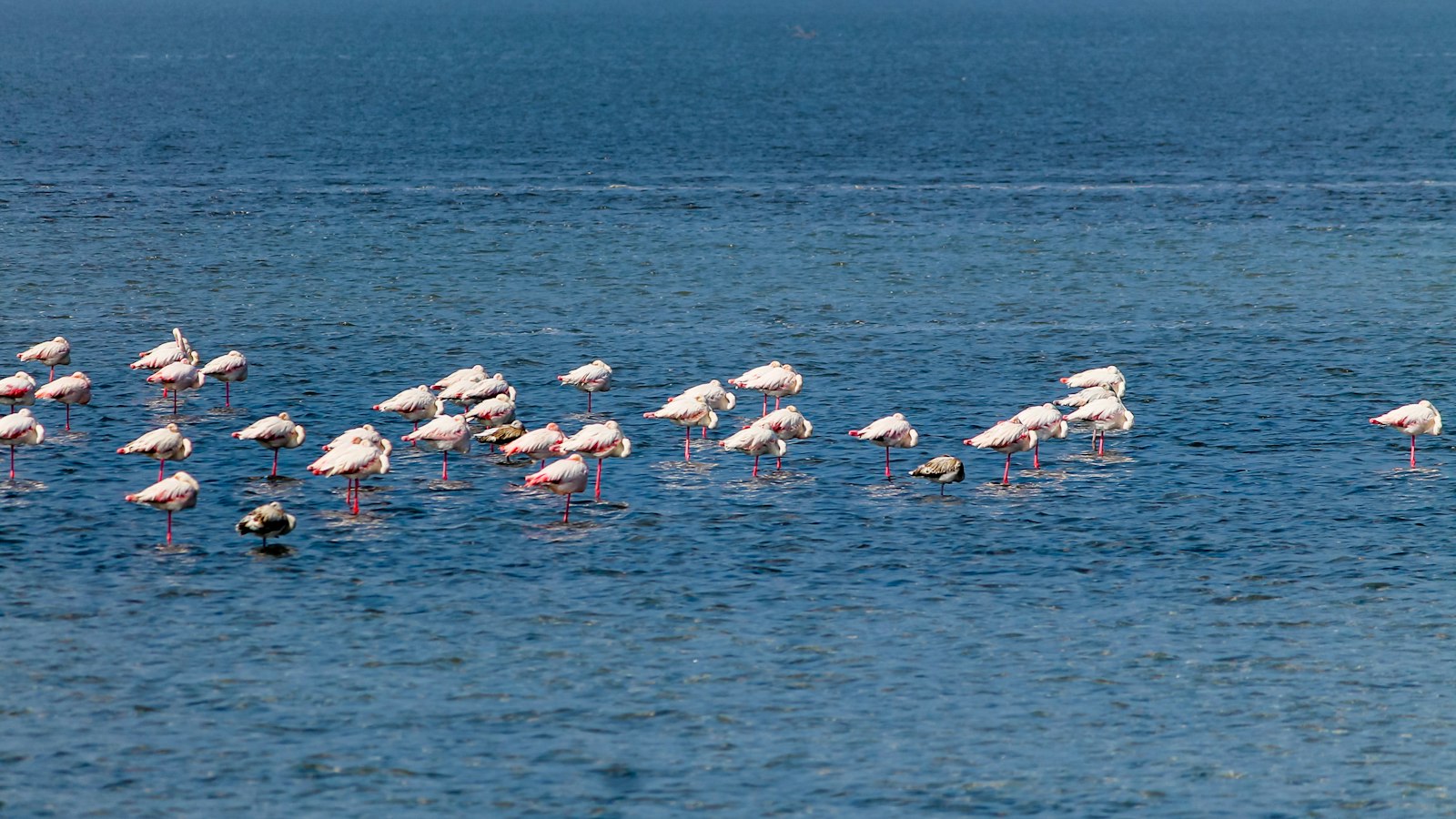 Rann of Kutch and Velavadar Photography Guide: Flamingos, Blackbuck, and Wolves — wildlife photography article cover