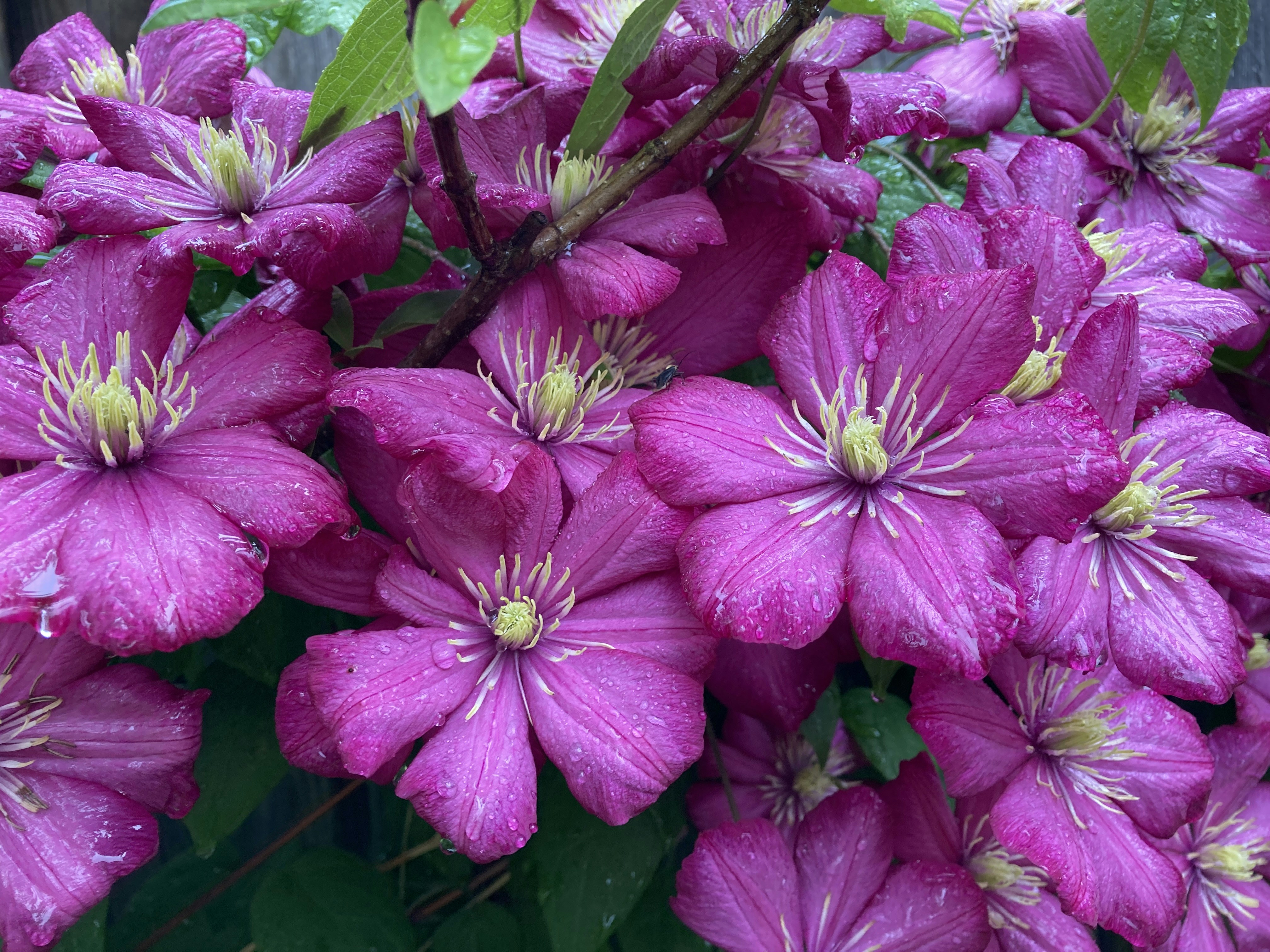 Flowering clematis climber
