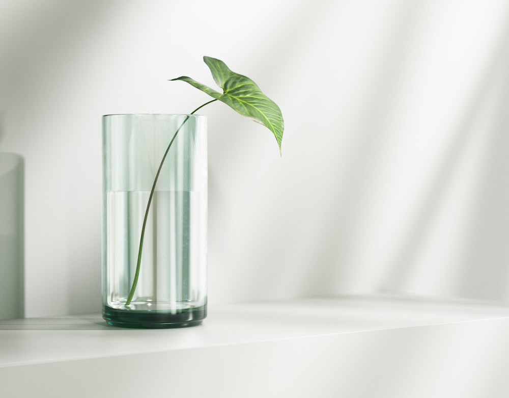 a green plant in a glass of water