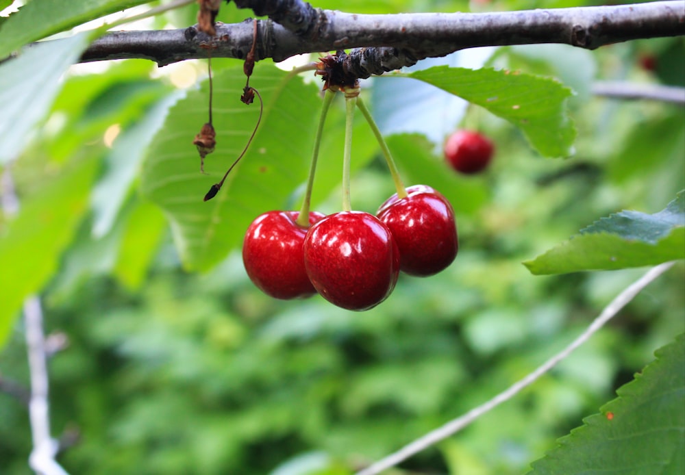 three cherries hanging from a tree with green leaves