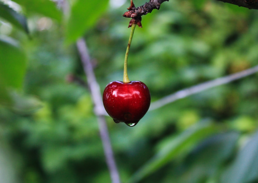a cherry hanging from a tree branch in a forest