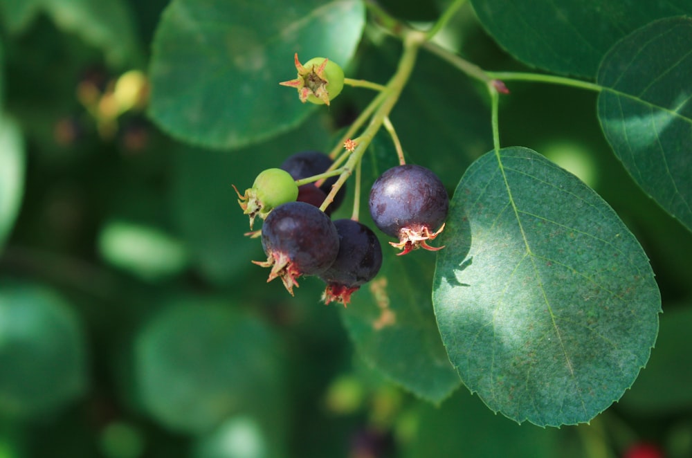 a close up of some berries on a tree