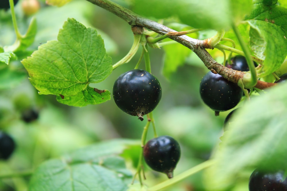 a bunch of black berries hanging from a tree